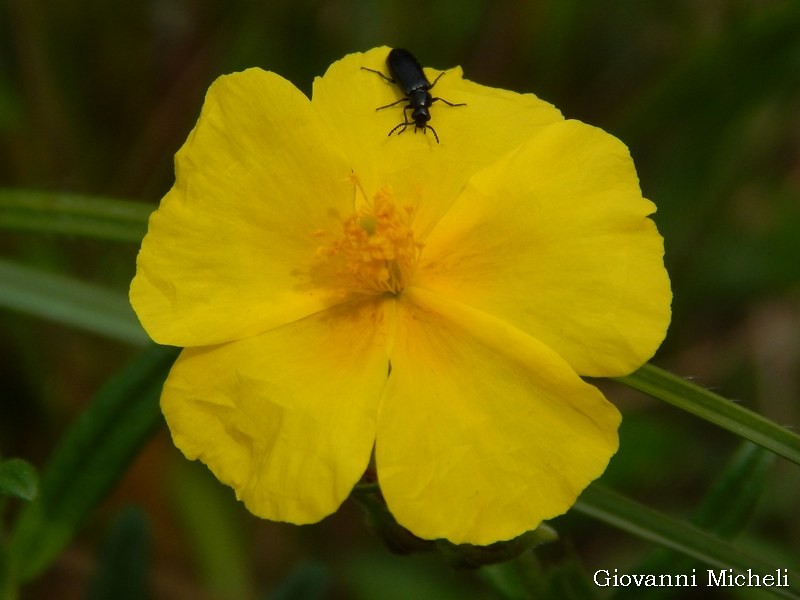 Helianthemum nummularium (Cistaceae)